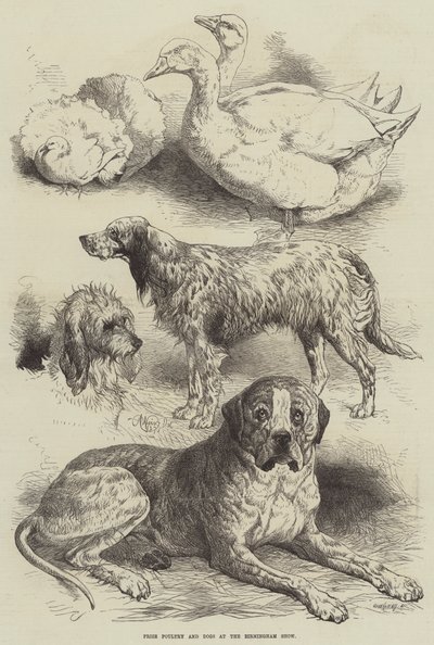 Preisgeflügel und Hunde auf der Birmingham Show von Harrison William Weir